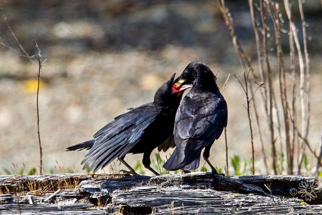 Parent crow feeding baby a cherry by wanderinggrrl is licensed under CC BY-NC-SA 2.0